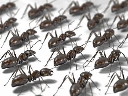 army-of-ants.jpg