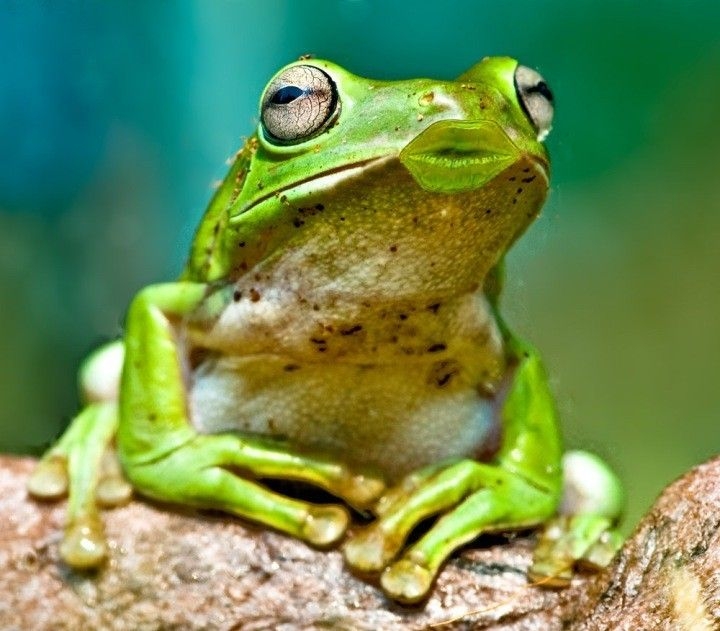 sexy frog 4.JPG