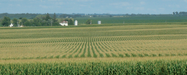 corn-field-farm.gif