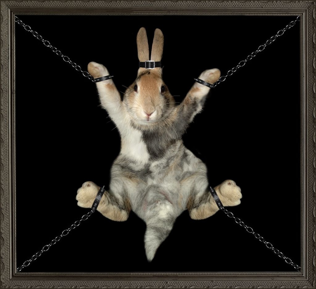 Bondage Bunny.jpg