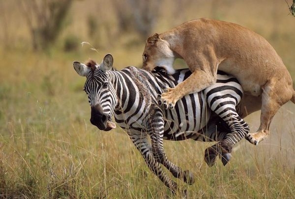 lion takes zebra down.jpg