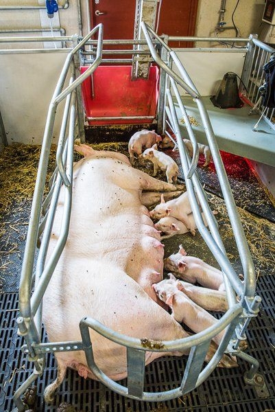 sow weaning stall.jpg