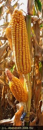 typical 2 ears one stalk corn.jpg