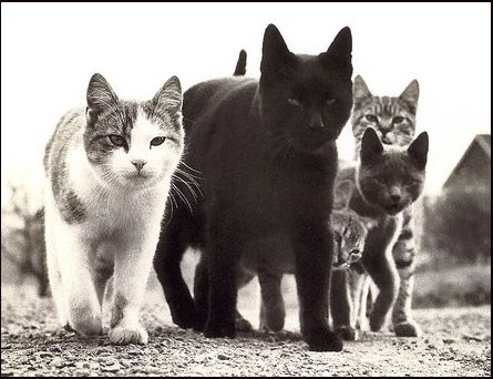 Kitties of Doctrine.jpg